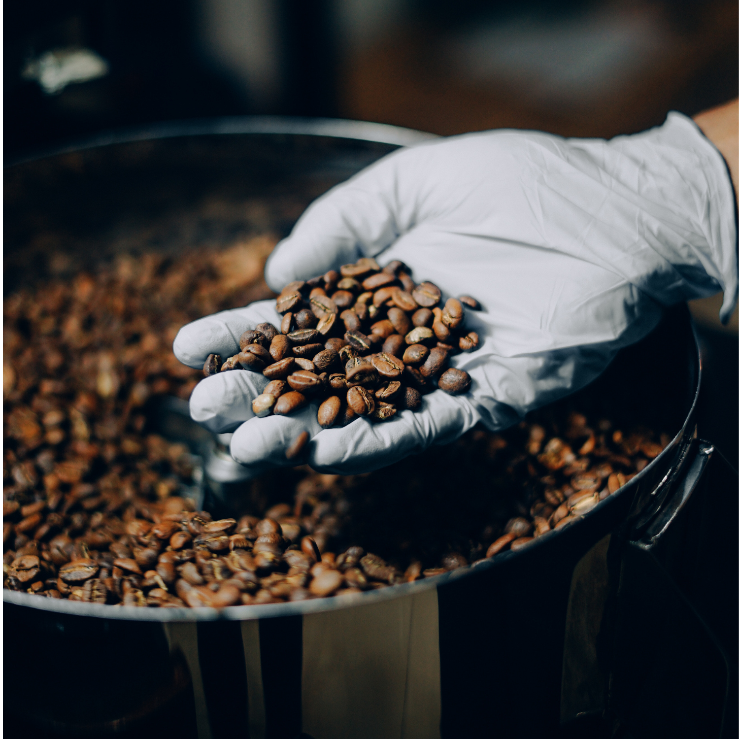 Medium roasted coffee beans cooling in a tray, perfect for brewing as filter coffee or espresso