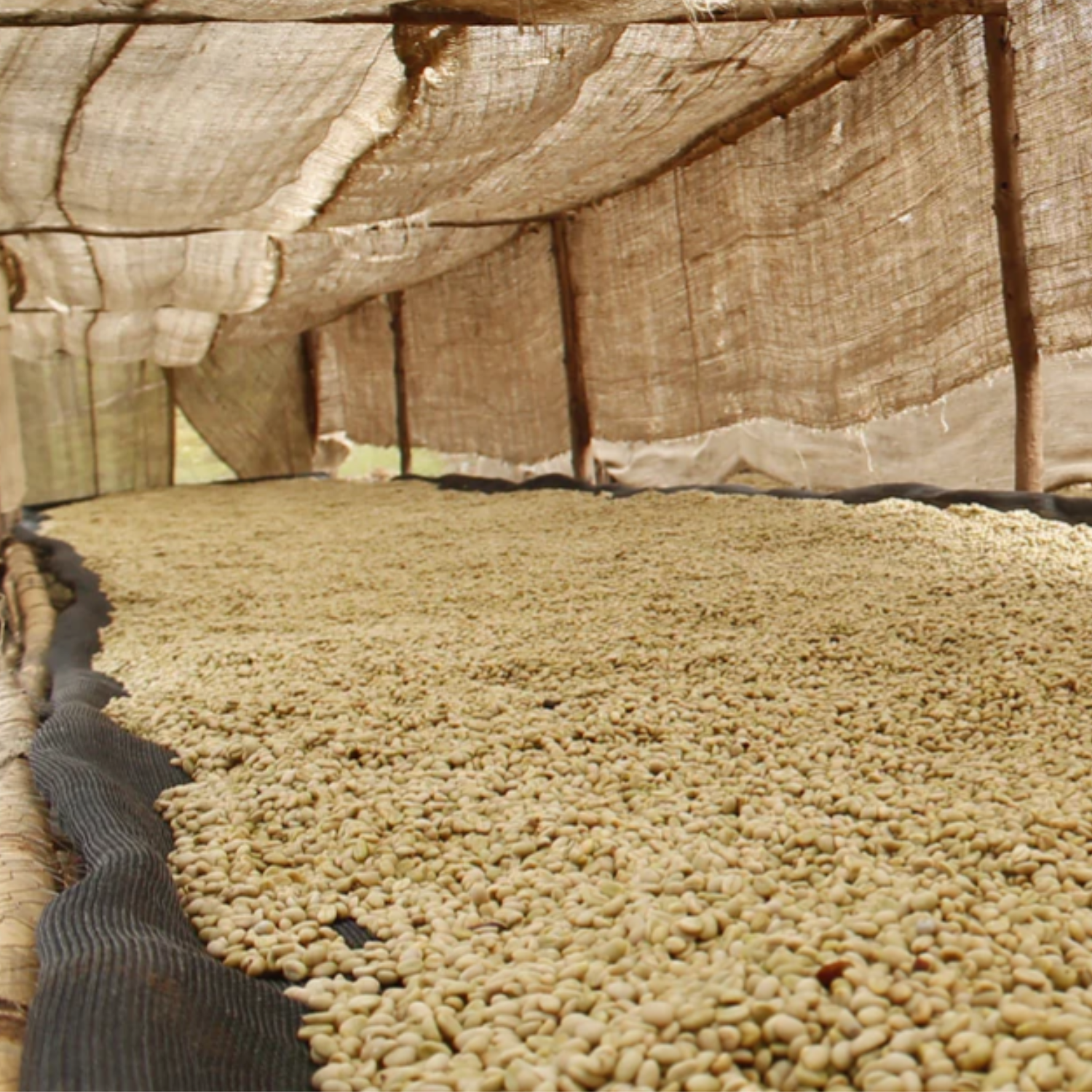 Highland farm in Sidamo, Ethiopia, where Engraved Citrus Single Origin Coffee Beans are grown.